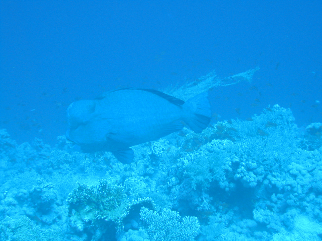 Bolbometopon muricatum (Pesce pappagallo gigante)